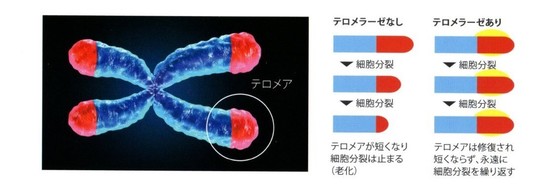ハーブピーリング（モナリ・クリスタルパック）ならプメハナ鍼灸
